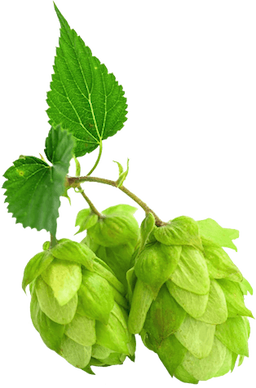 Kaapse Rot Hop