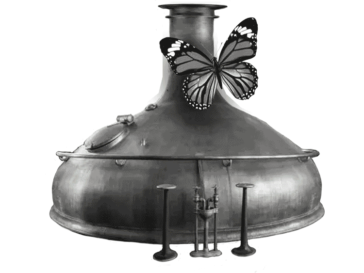 Kaapse Brouwers